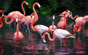A flamingos flock at a lagoon.