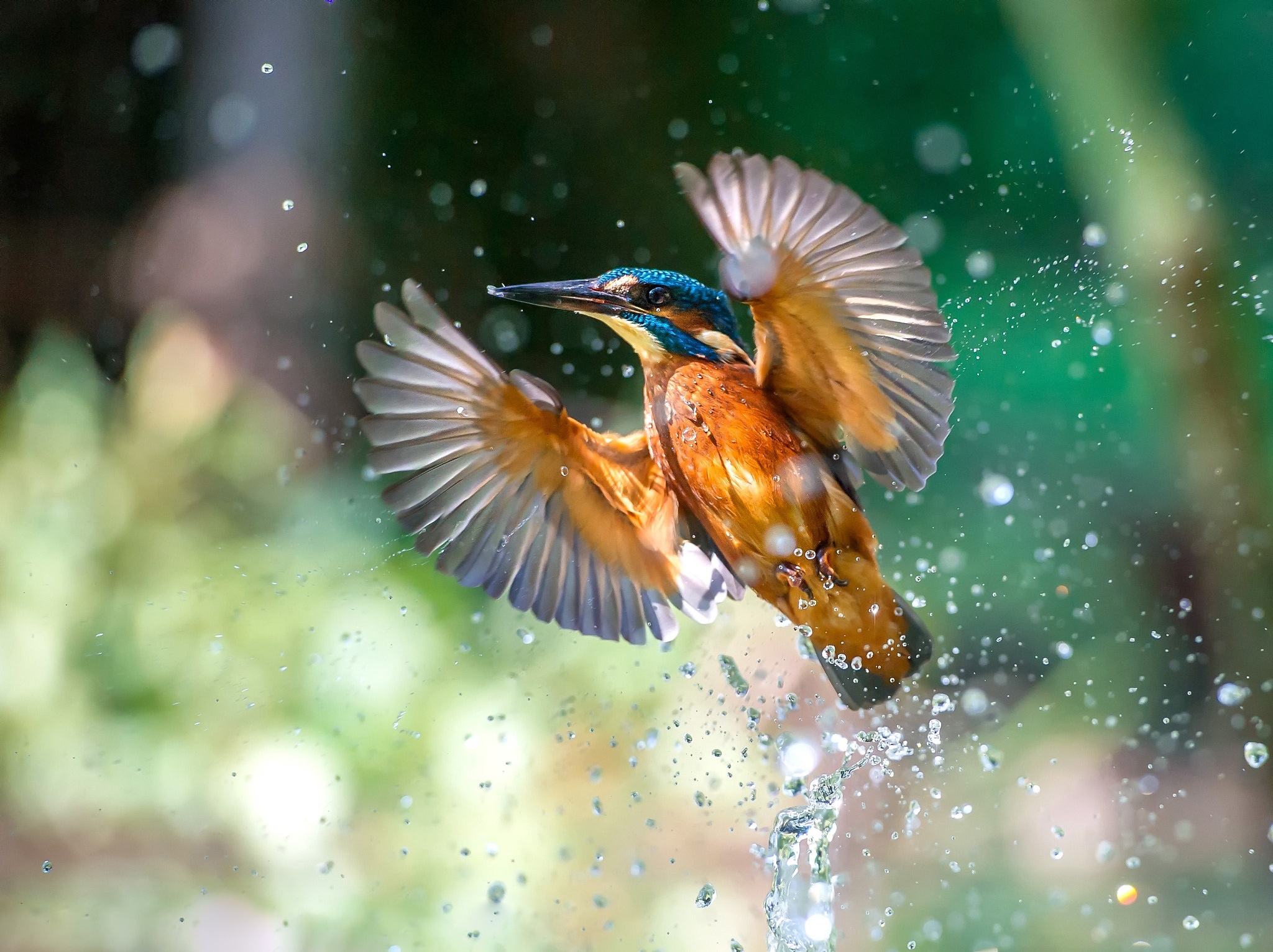 A kingfisher diving for fish.