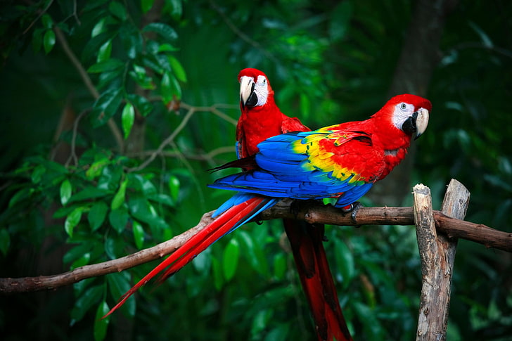A vibrant macaw in flight.