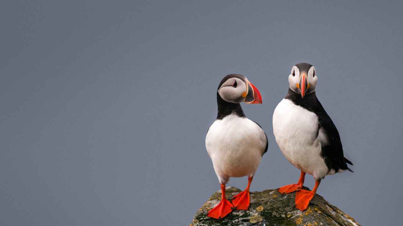 Puffins on a rocky coast.