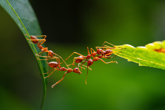 An ant colony marching.