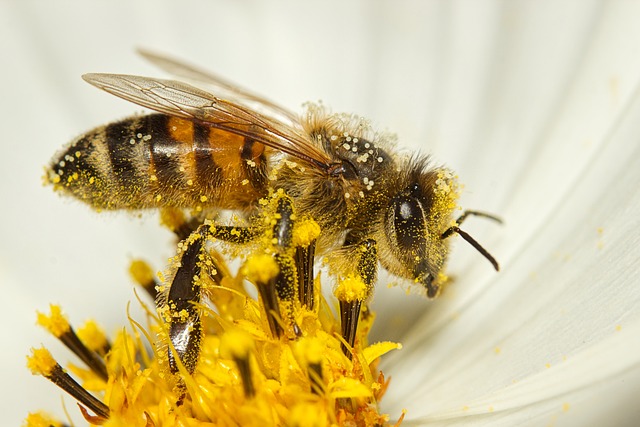 A bee collecting pollen (close-up).