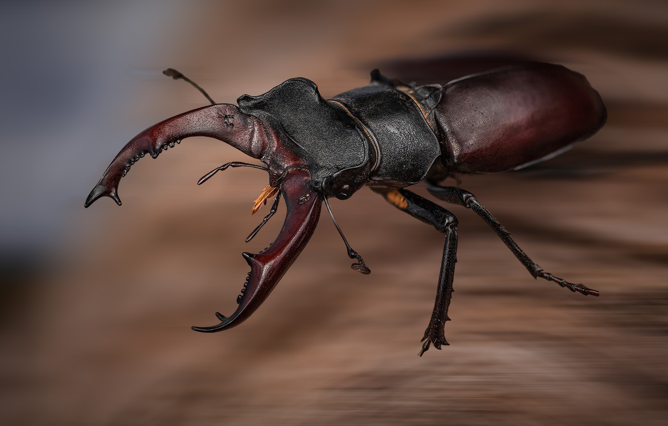 A colorful beetle on bark.