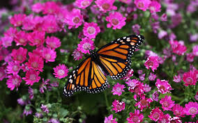 A monarch butterfly on a flower.