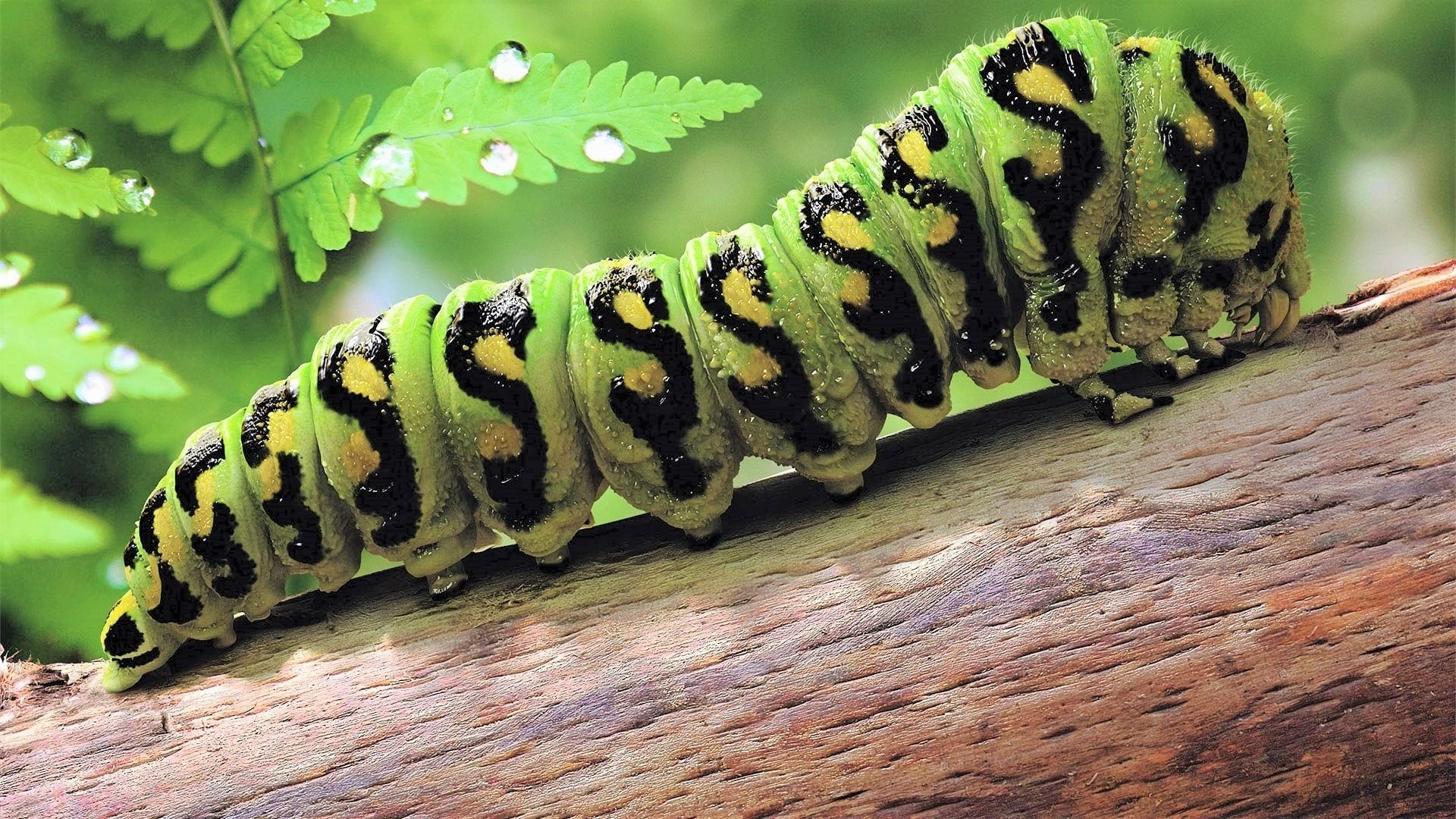 A caterpillar eating a leaf.