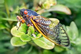 A cicada emerging from its shell.
