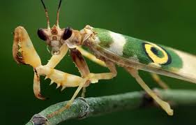 A praying mantis stalking.