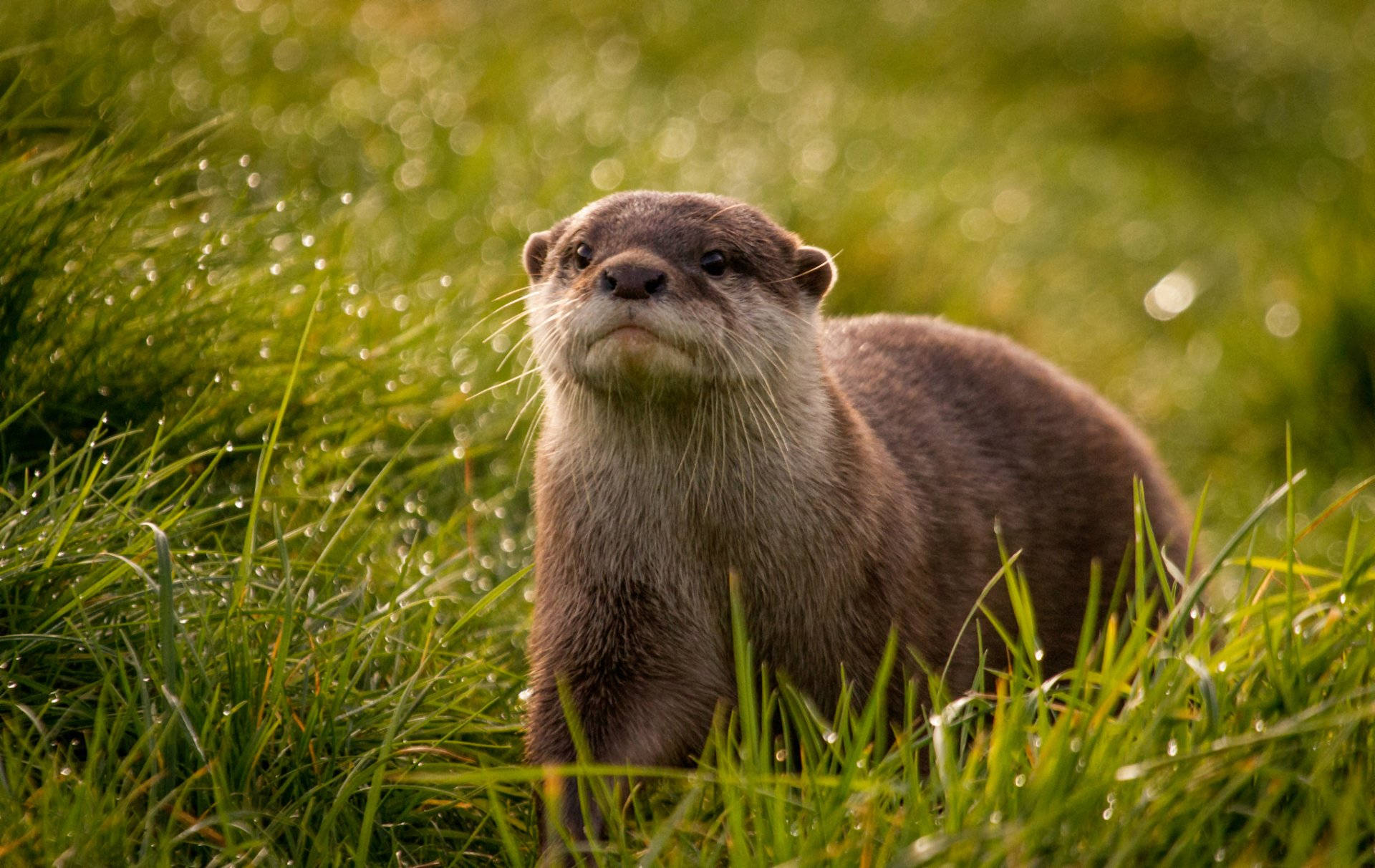 A playful otter in water.