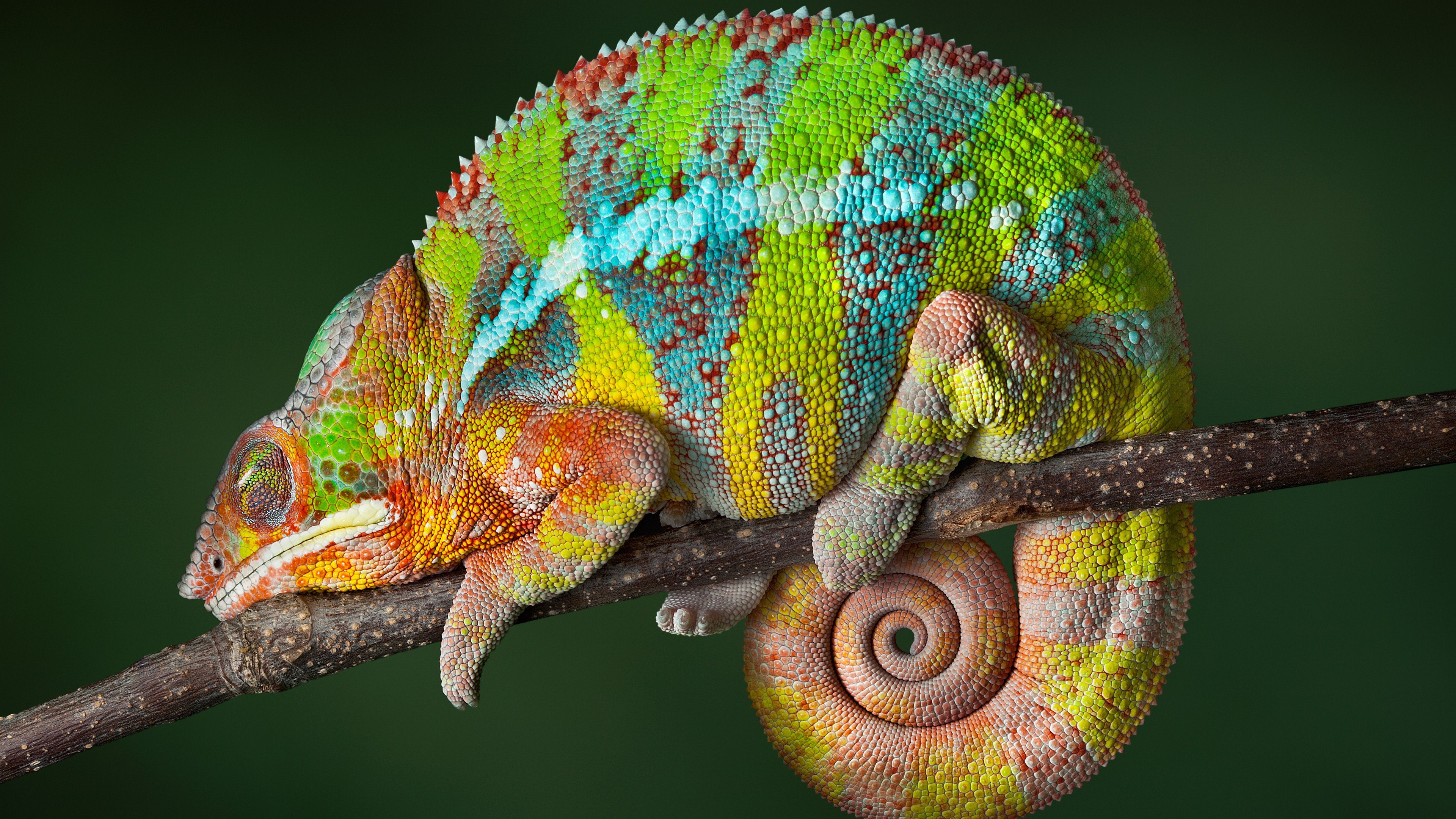 A chameleon changing color on a branch.