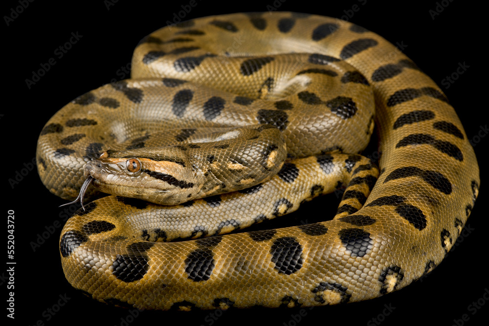 An anaconda coiled around its prey.