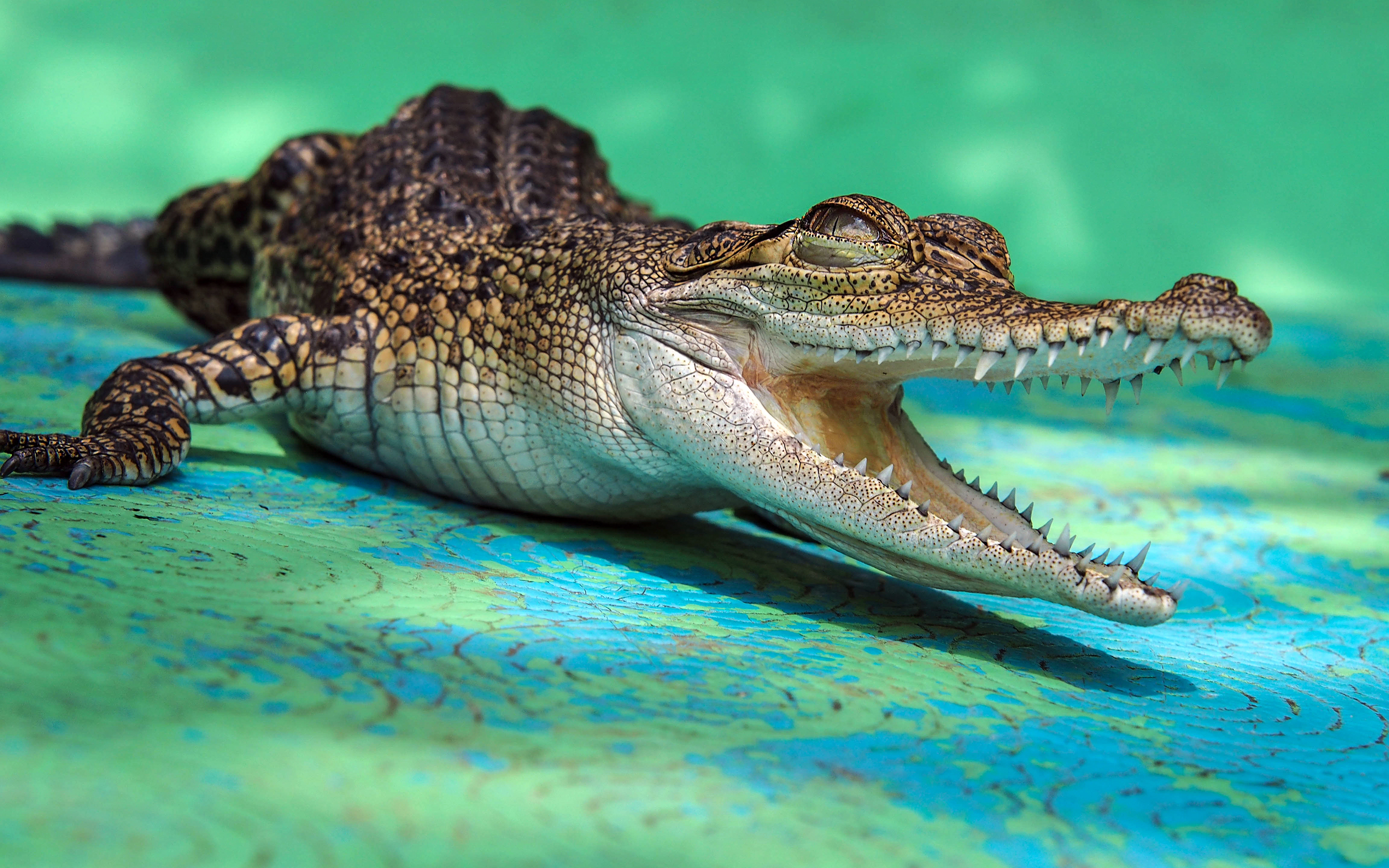 A crocodile basking with its mouth open.