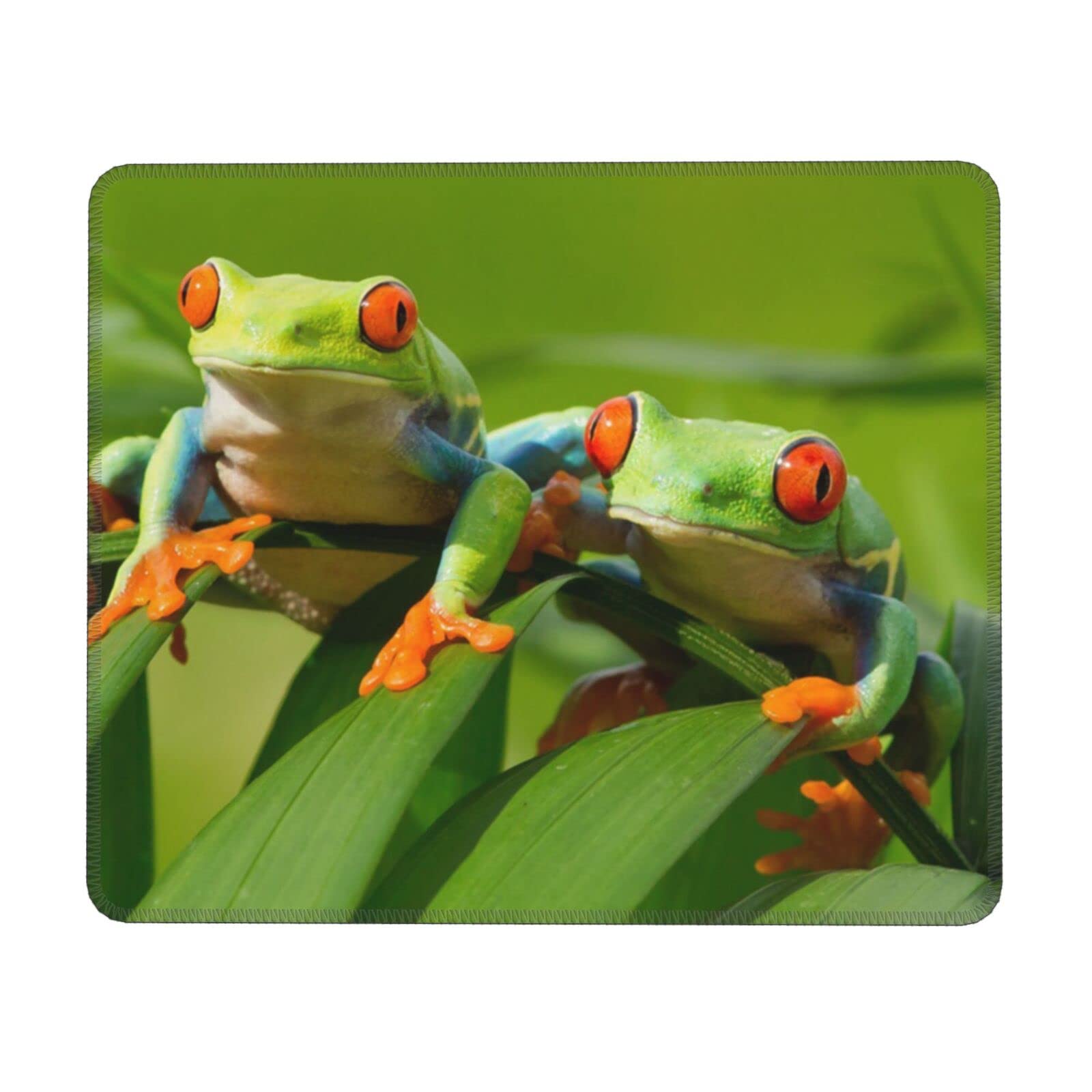 A red-eyed tree frog on a leaf.