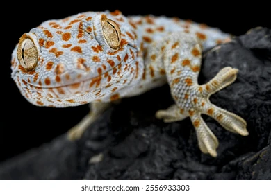A gecko on a wall.