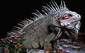 An iguana sunbathing.