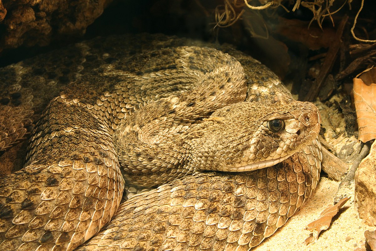 A desert rattlesnake coiled up.